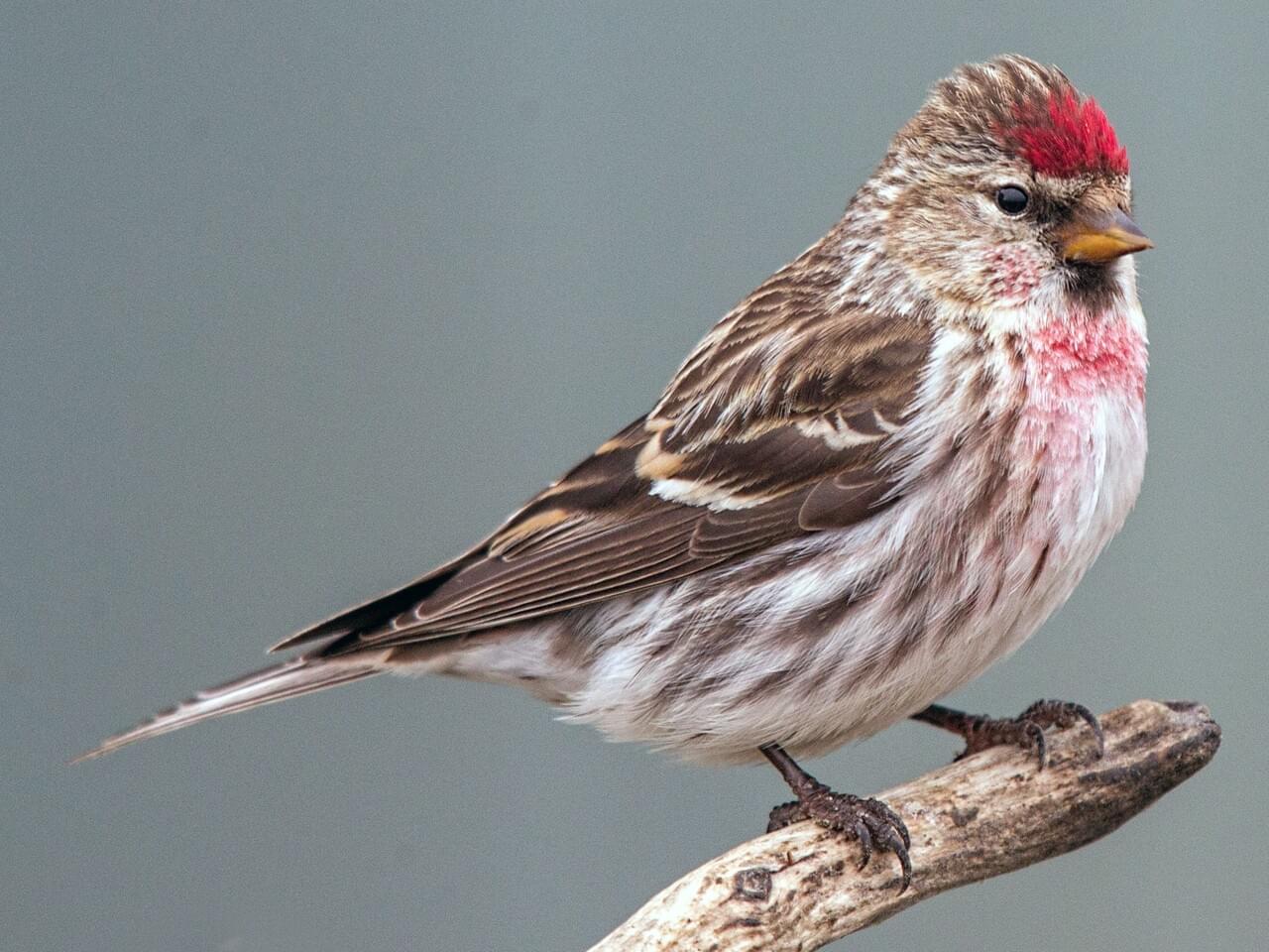 Common Redpoll