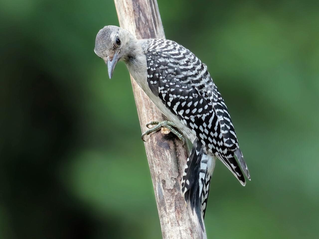 Red-bellied Woodpecker