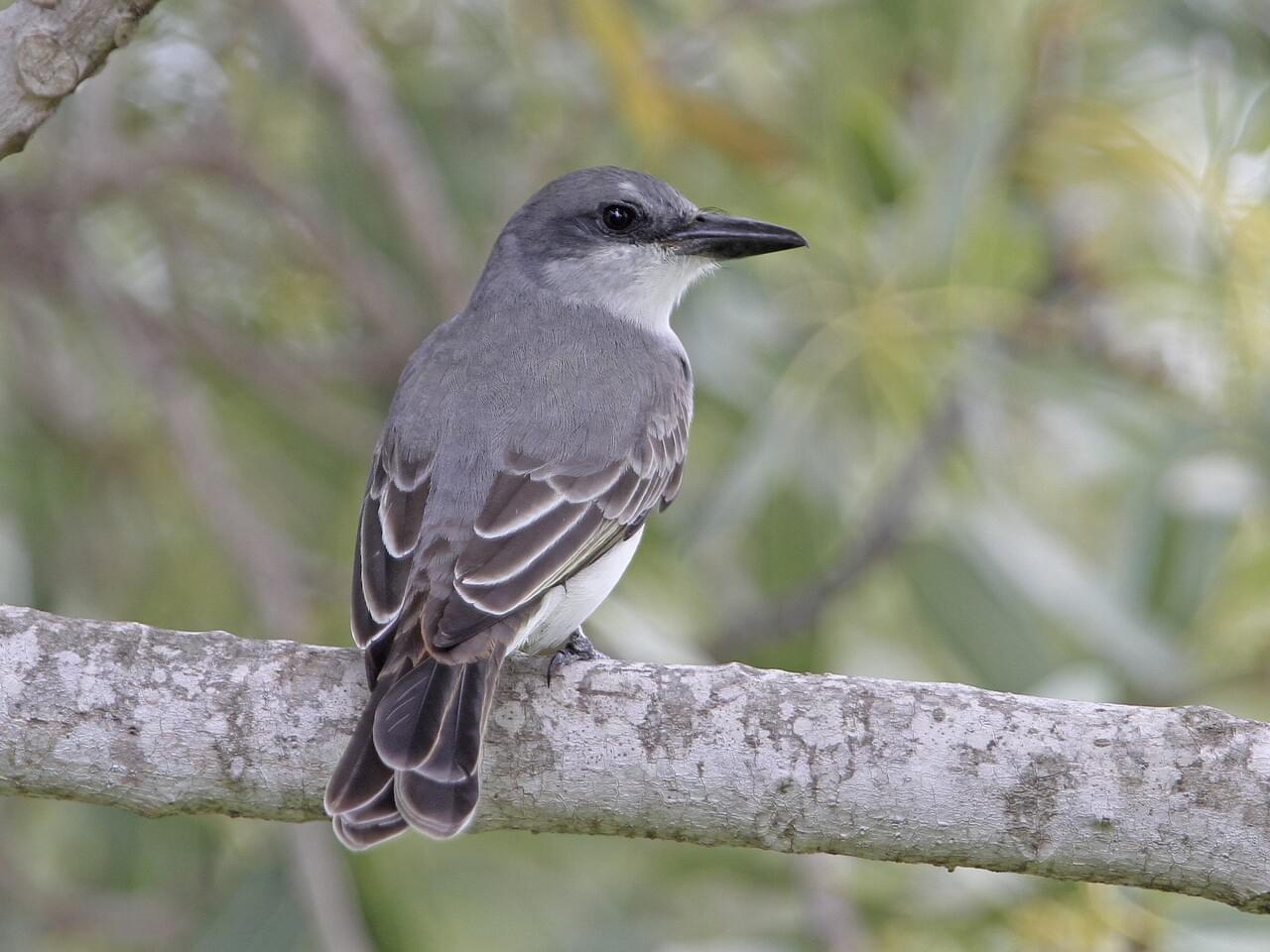 Gray Kingbird