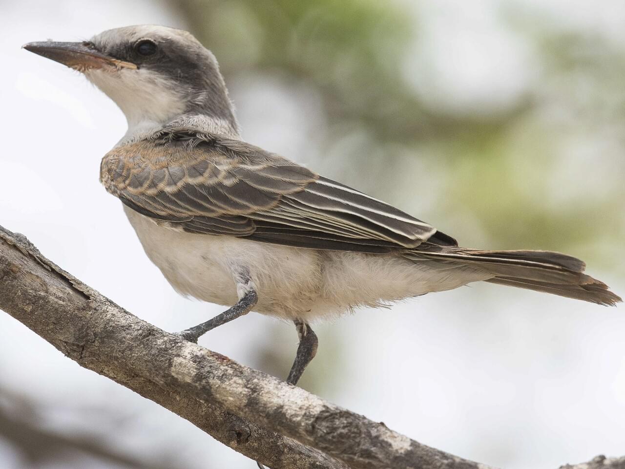 Gray Kingbird