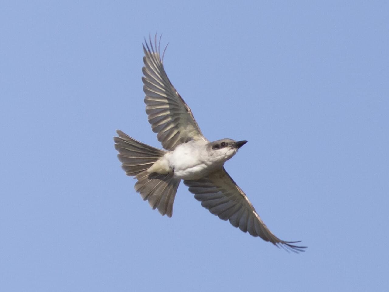 Gray Kingbird