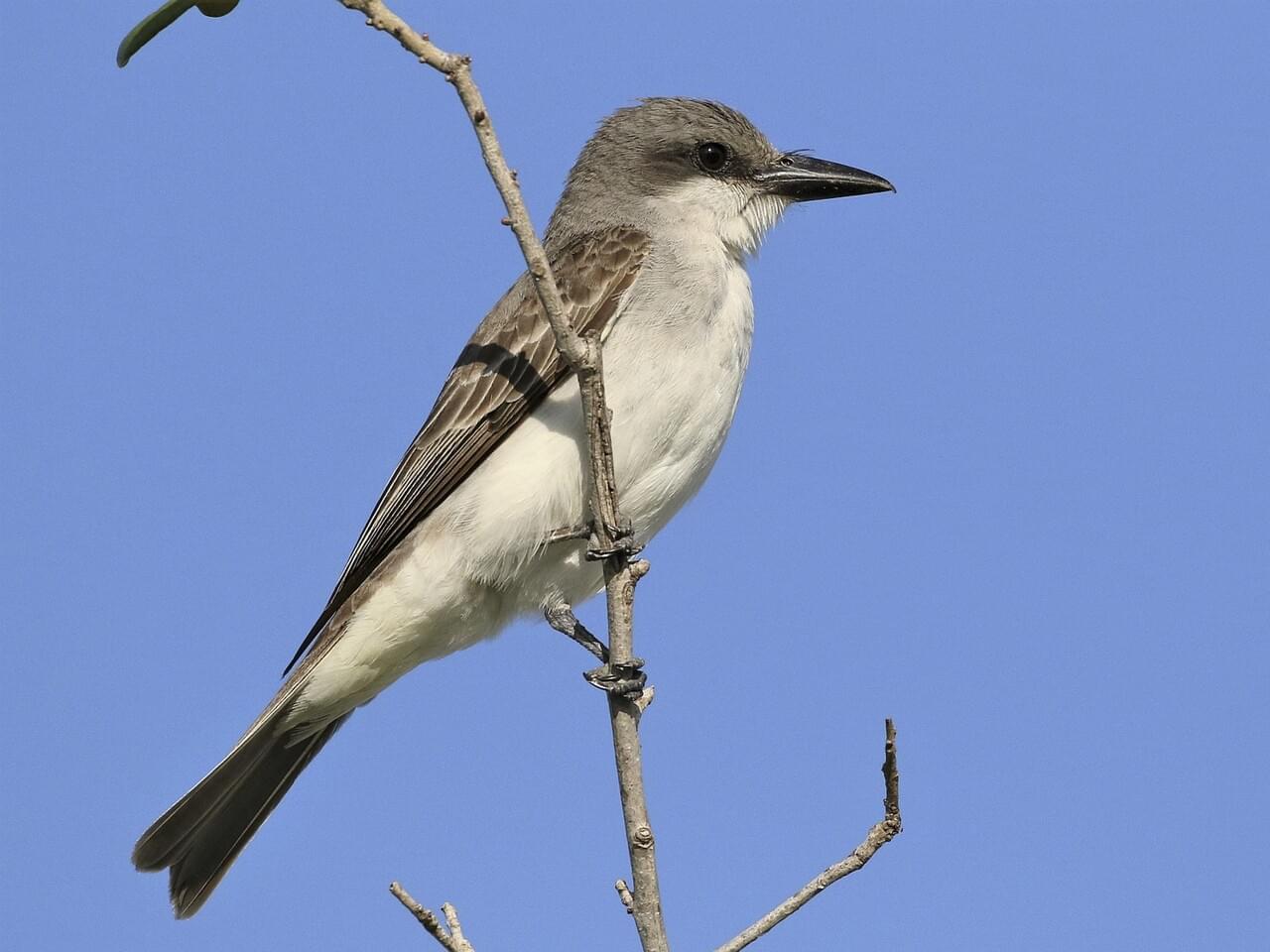 Gray Kingbird