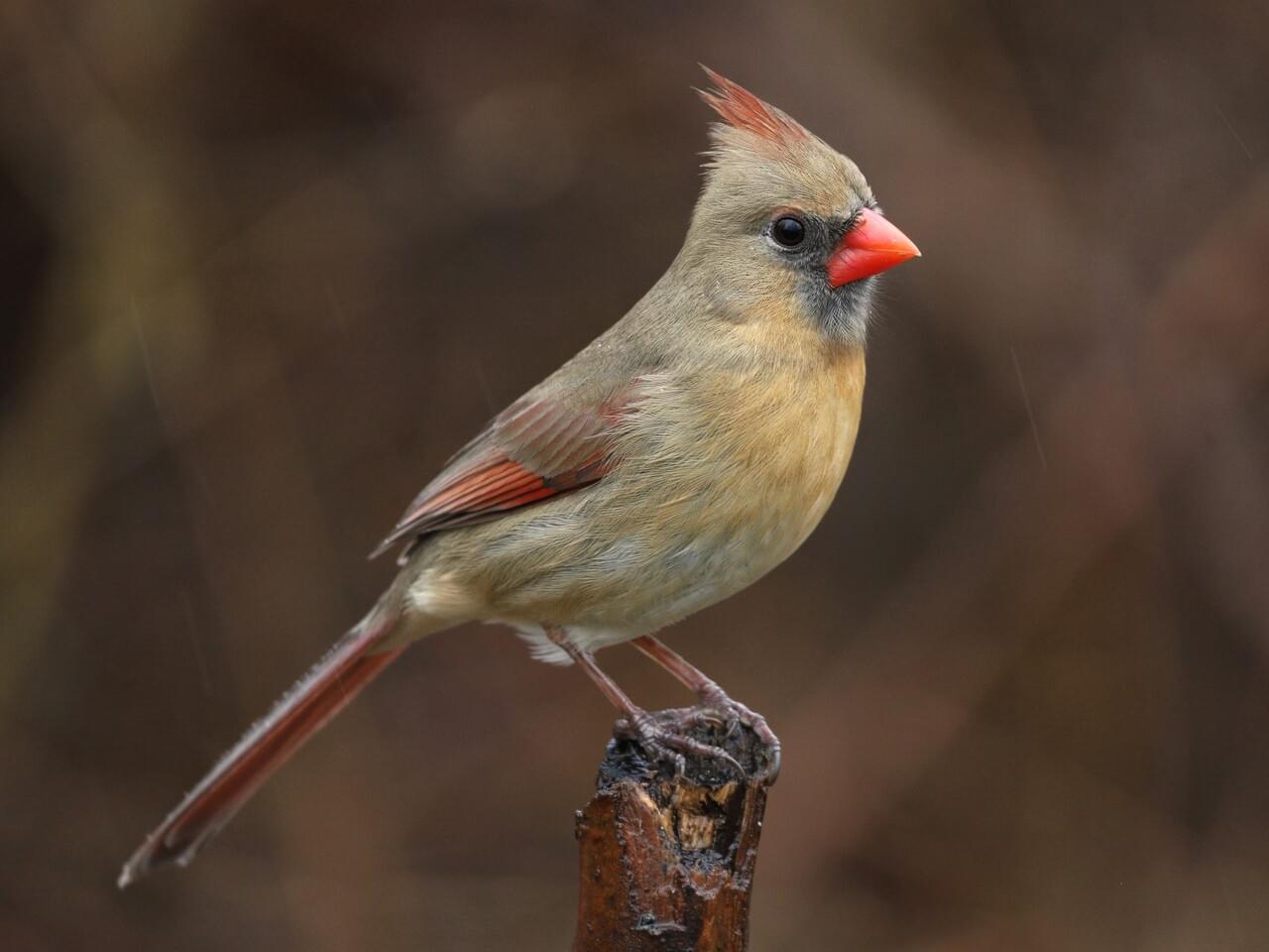 Northern Cardinal