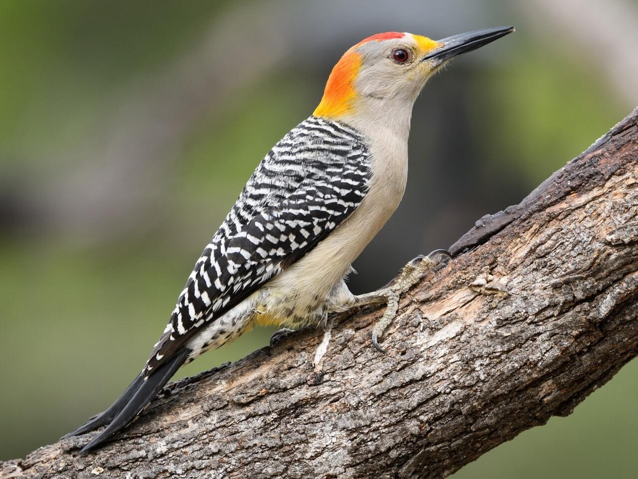 Golden-fronted Woodpecker