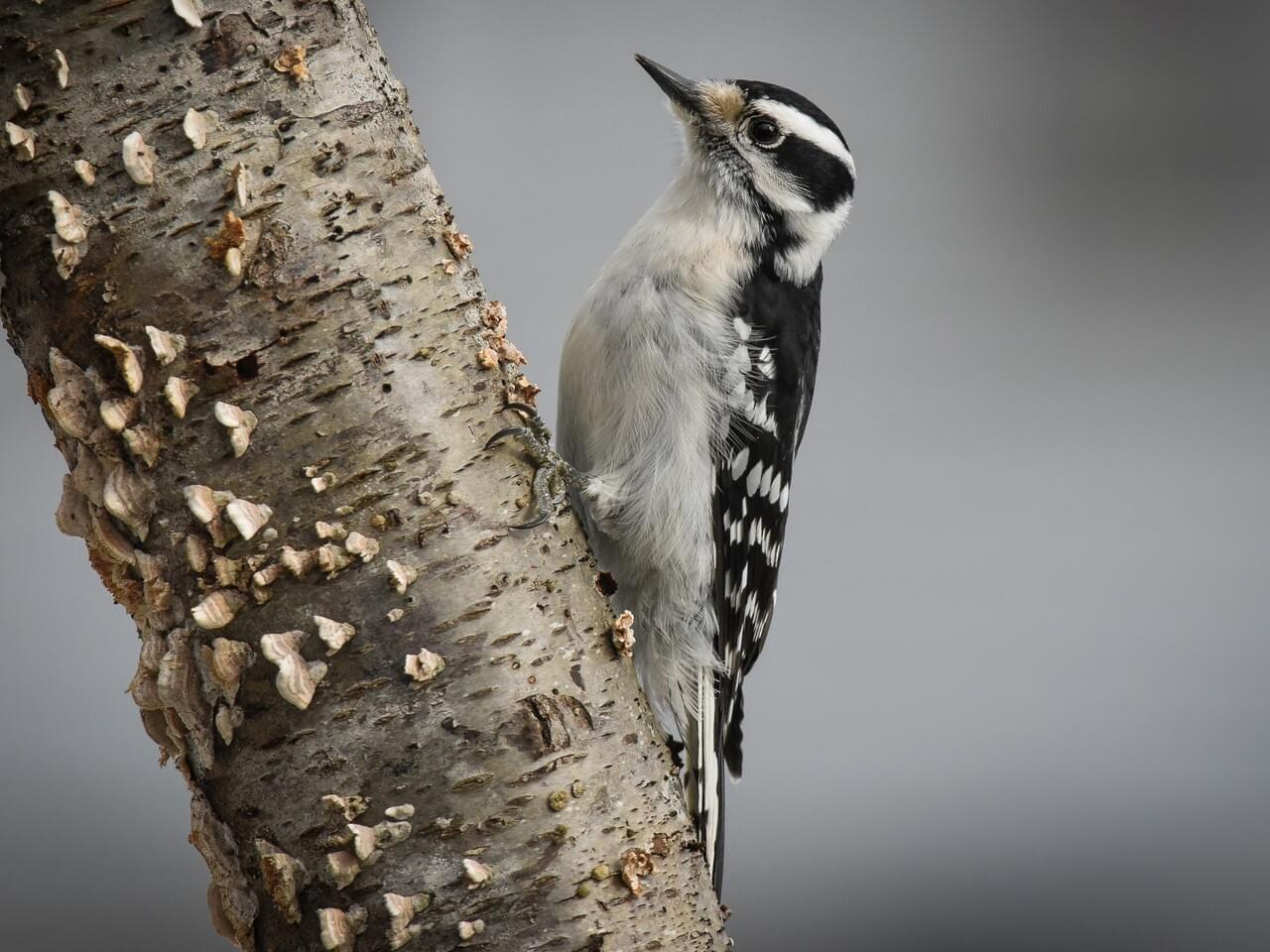 Downy Woodpecker