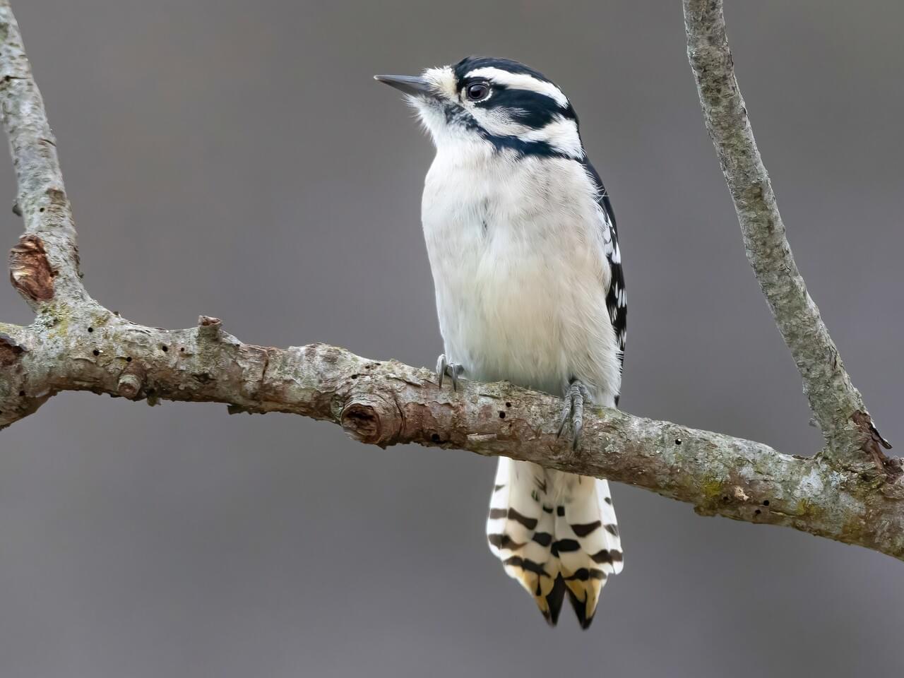 Downy Woodpecker