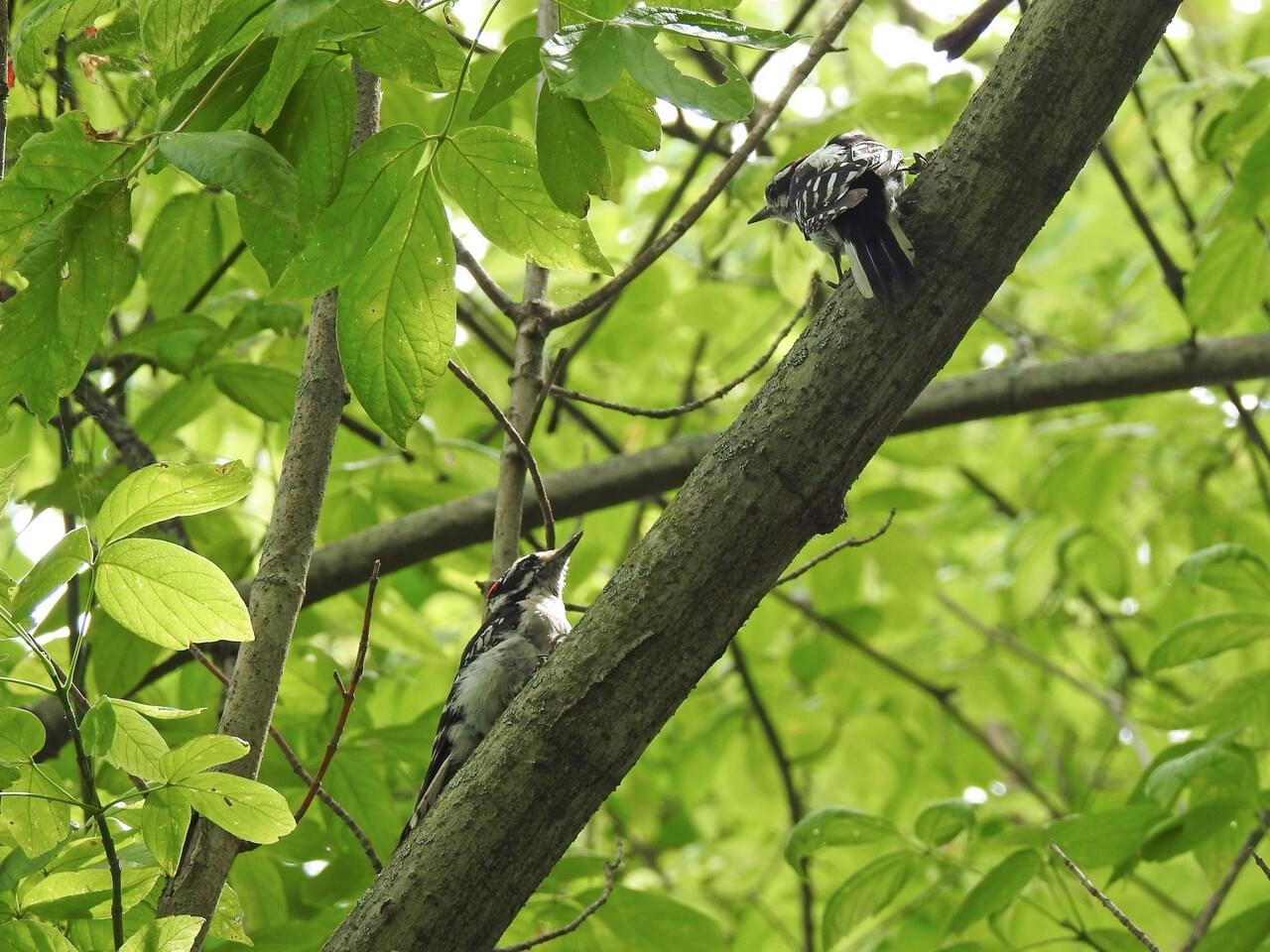 Downy Woodpecker