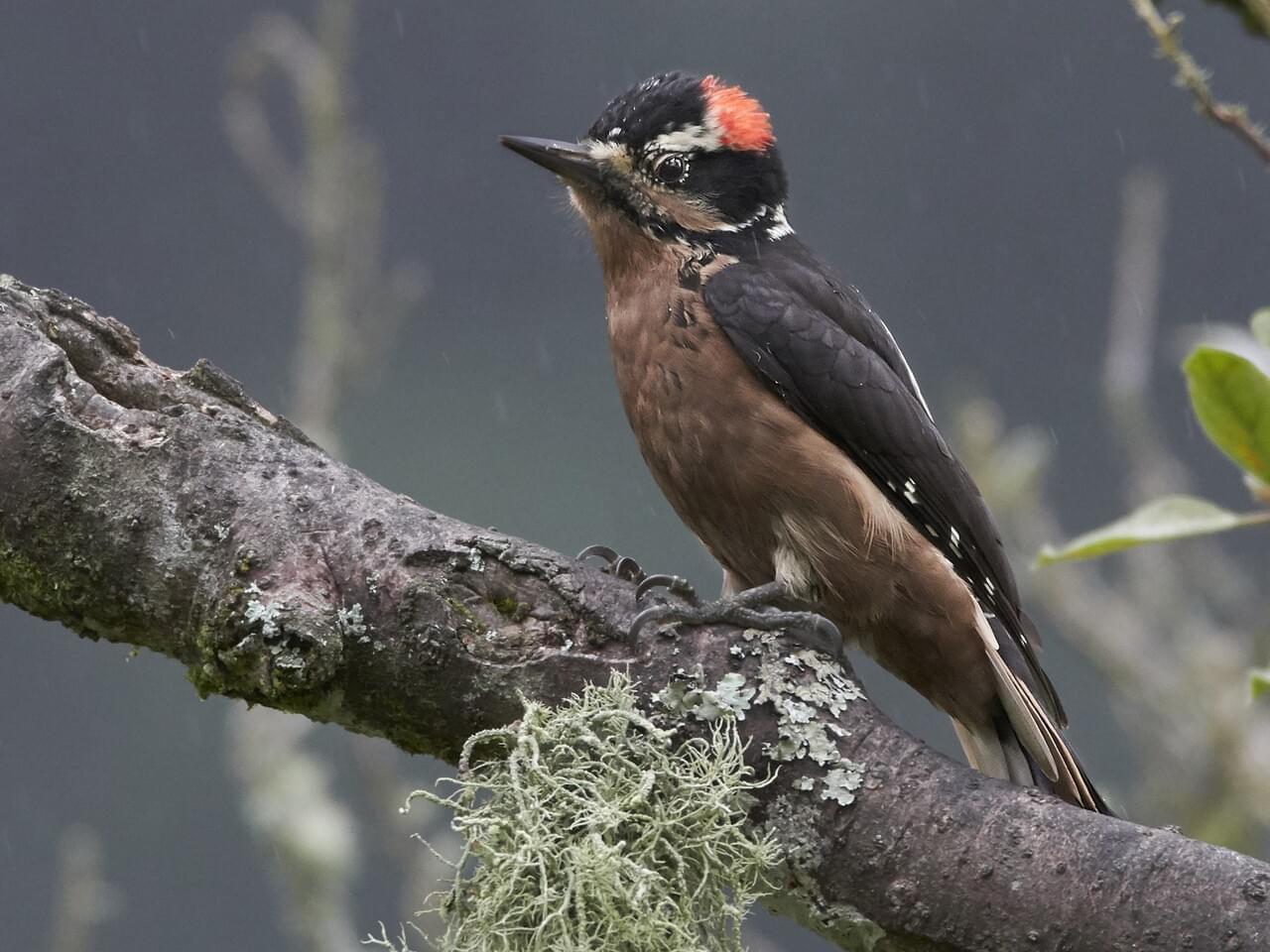 Hairy Woodpecker