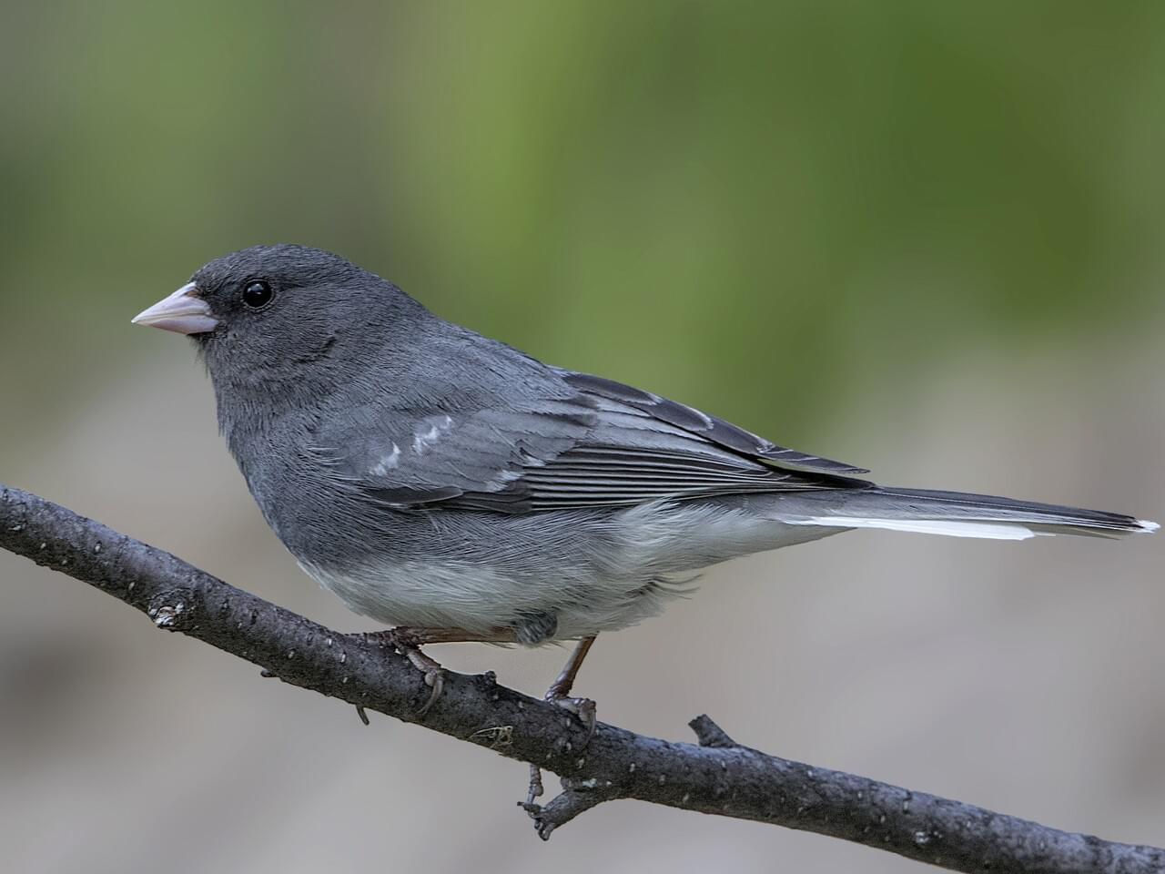 Dark-eyed Junco