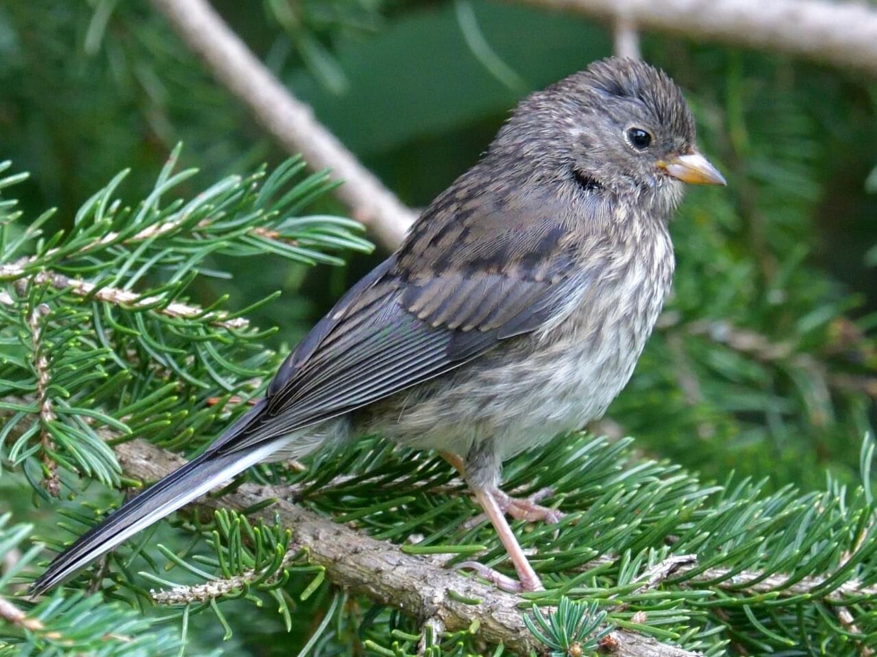 Dark-eyed Junco