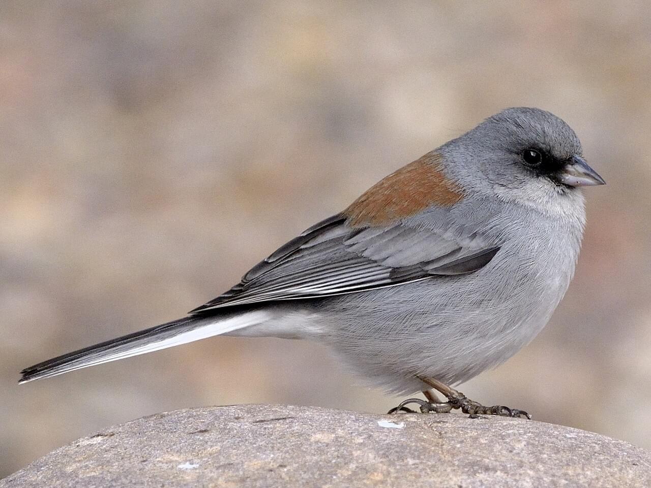 Dark-eyed Junco