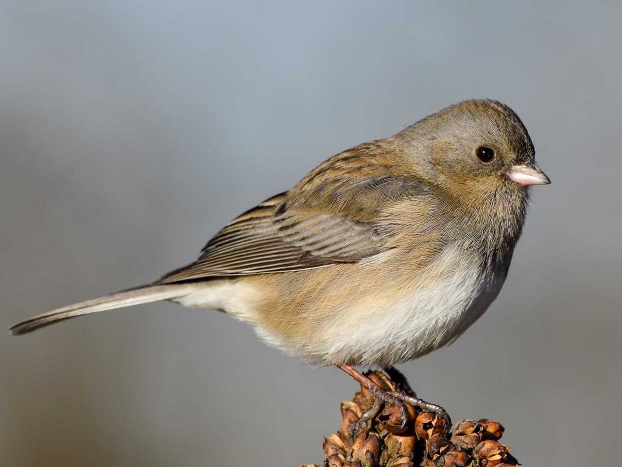 Dark-eyed Junco