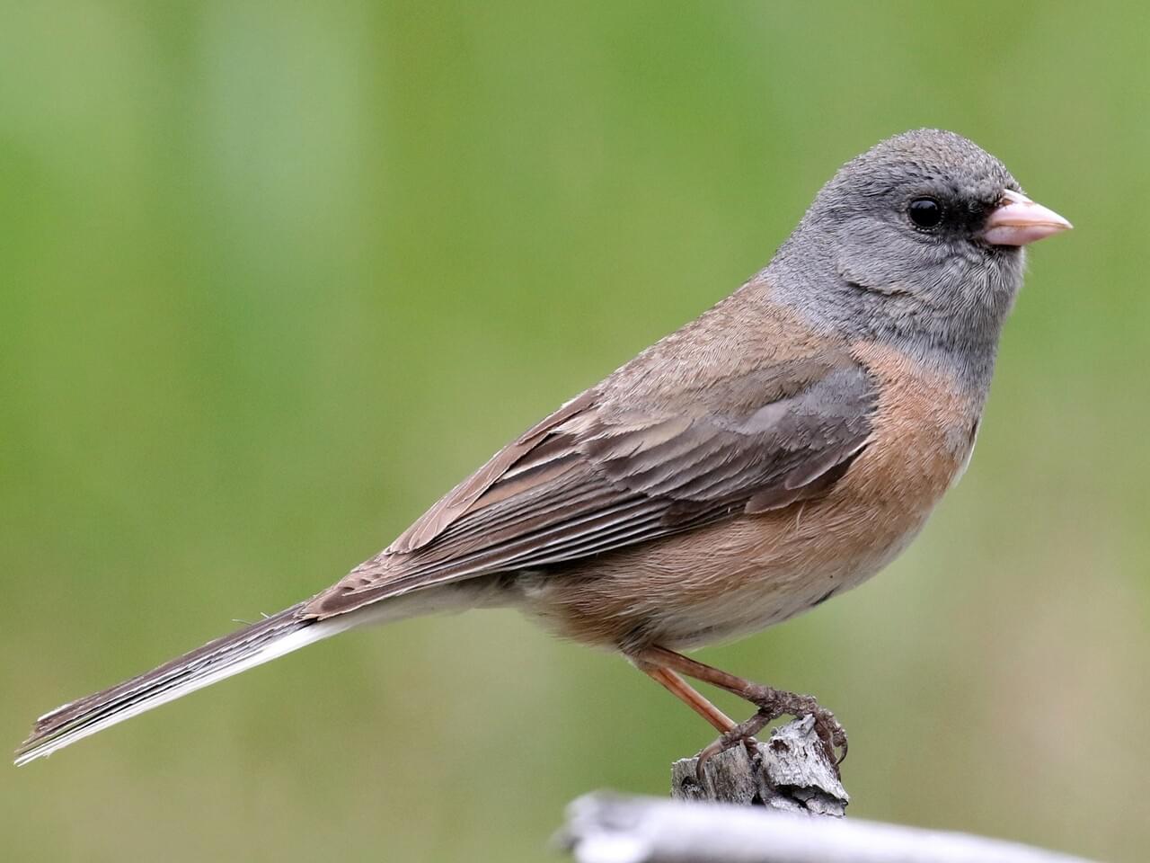 Dark-eyed Junco