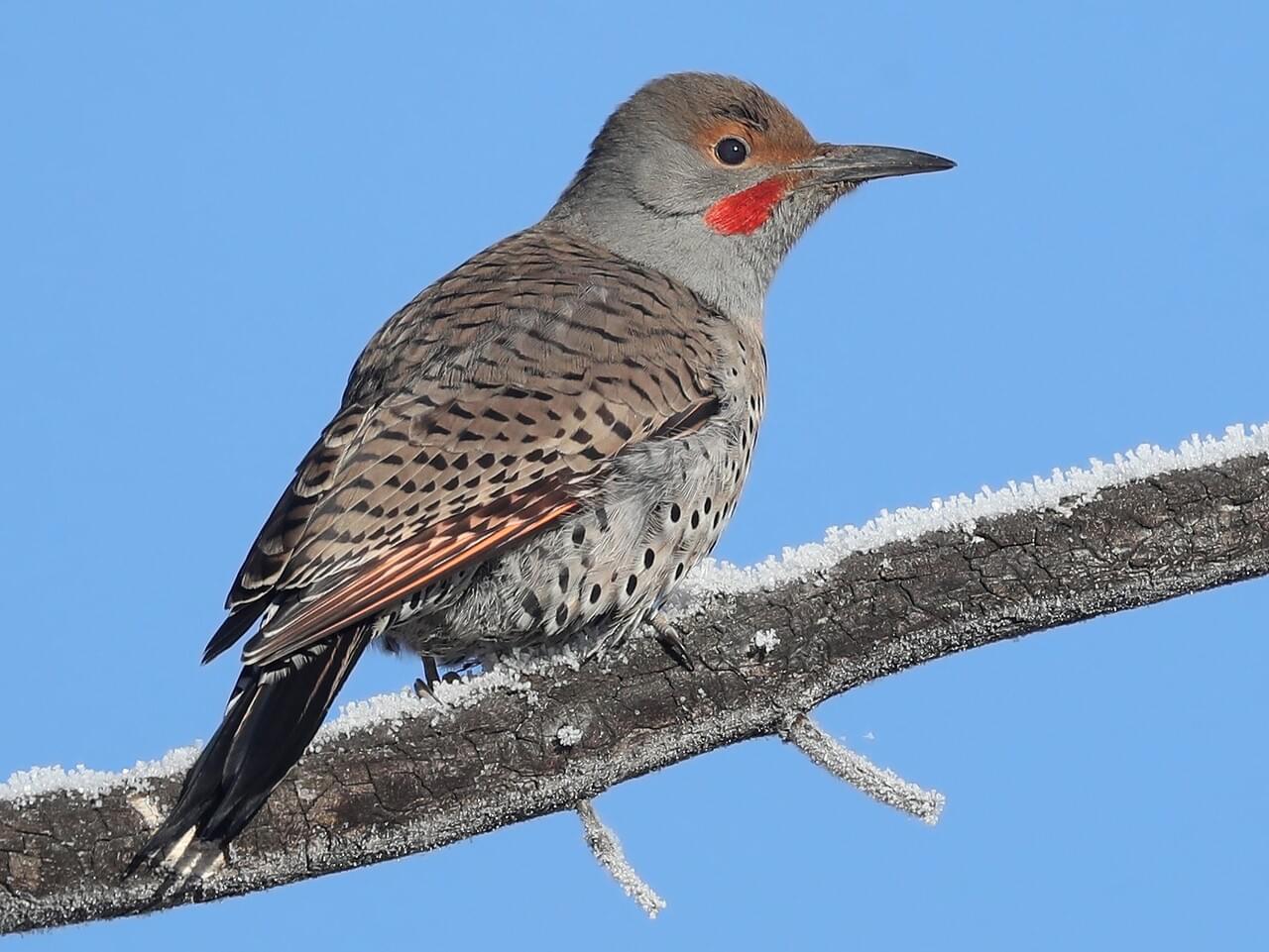 Northern Flicker