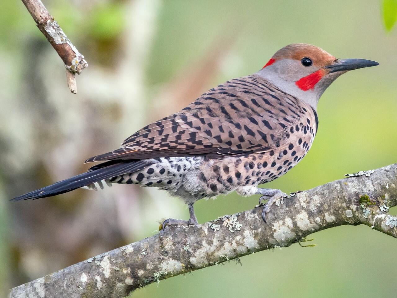 Northern Flicker