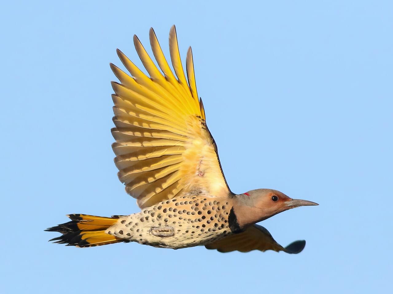 Northern Flicker