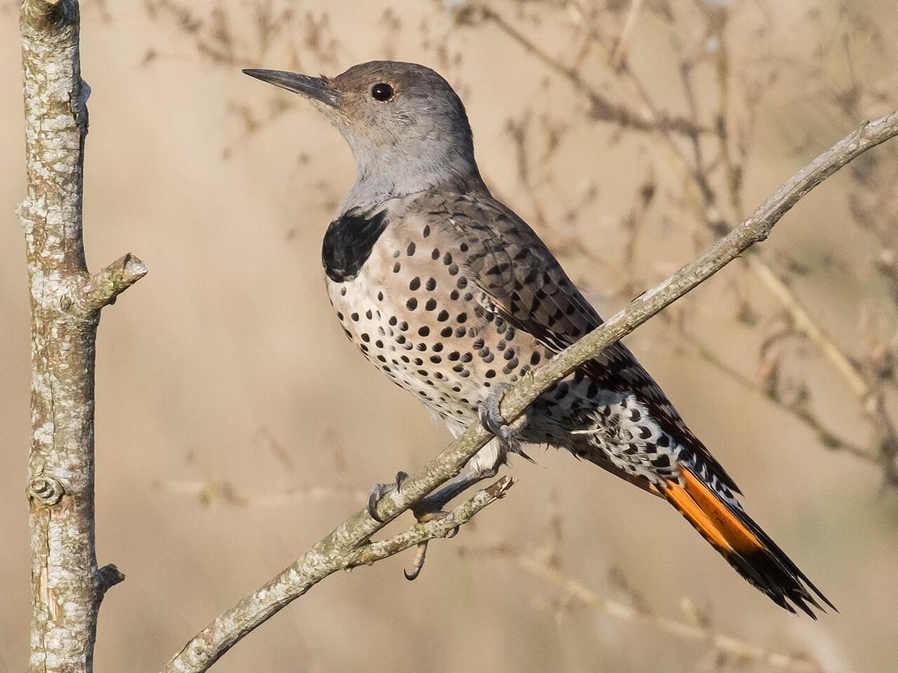 Northern Flicker