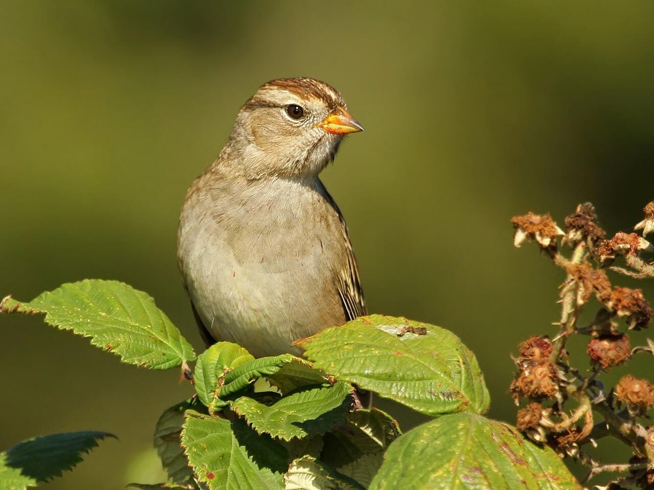 White-crowned Sparrow