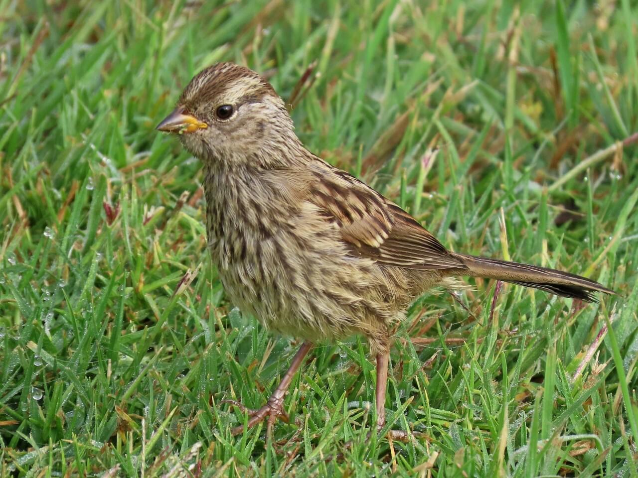 White-crowned Sparrow