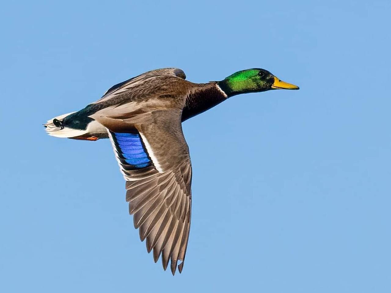 Mallard