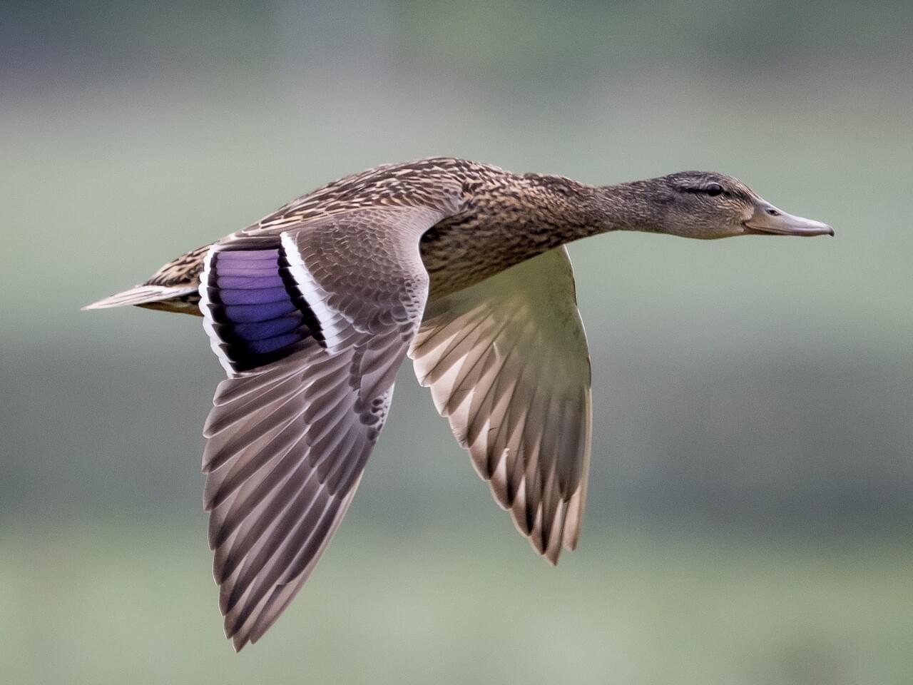 Mallard