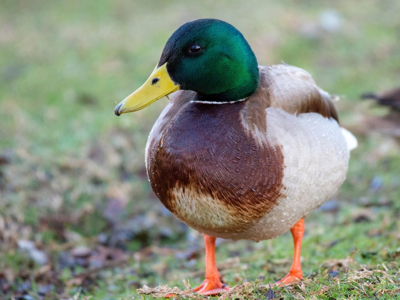 Mallard