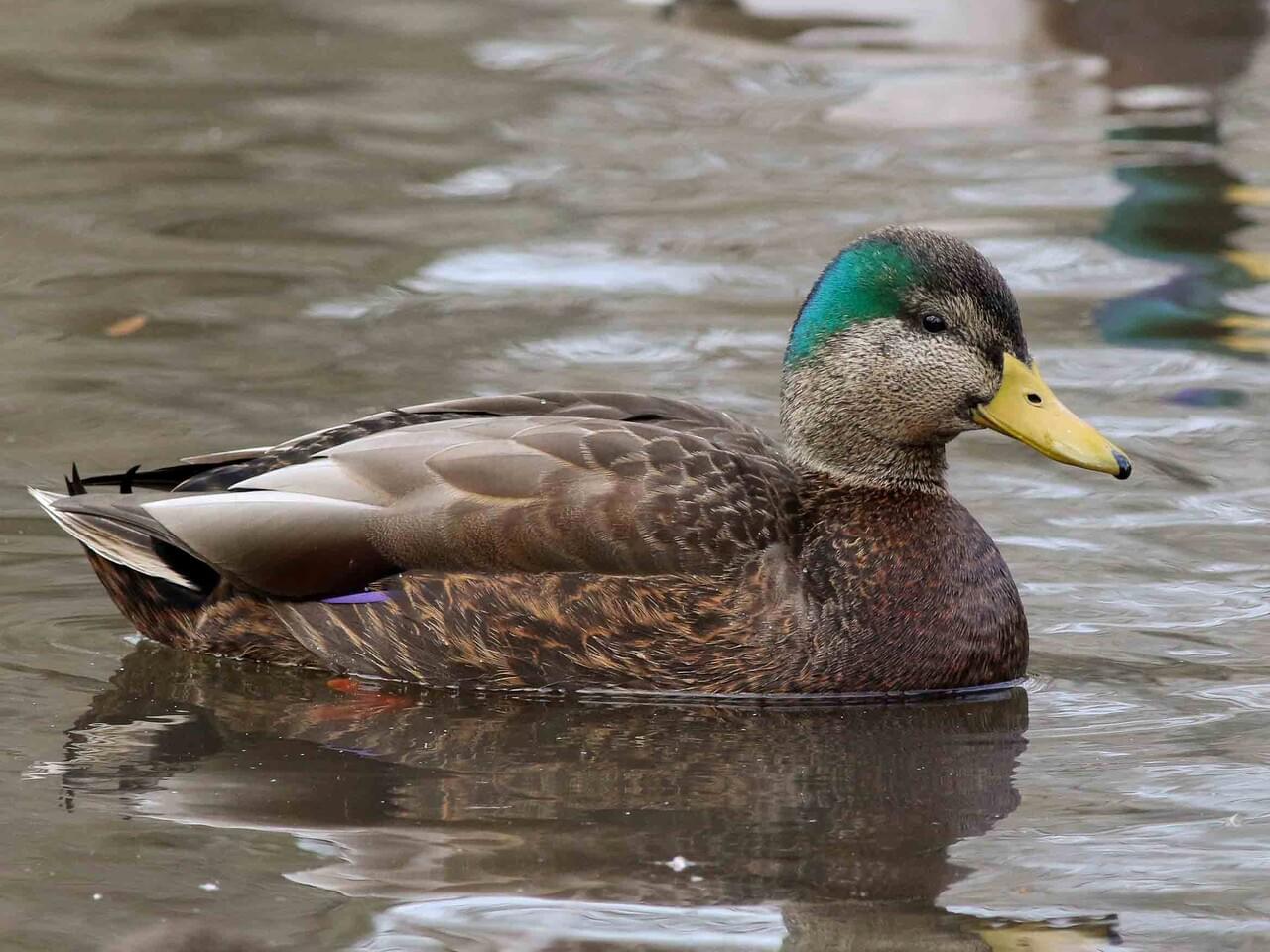 Mallard