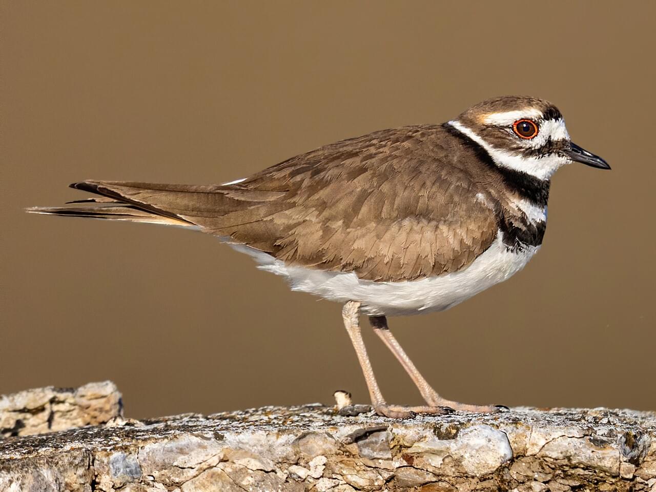 Killdeer