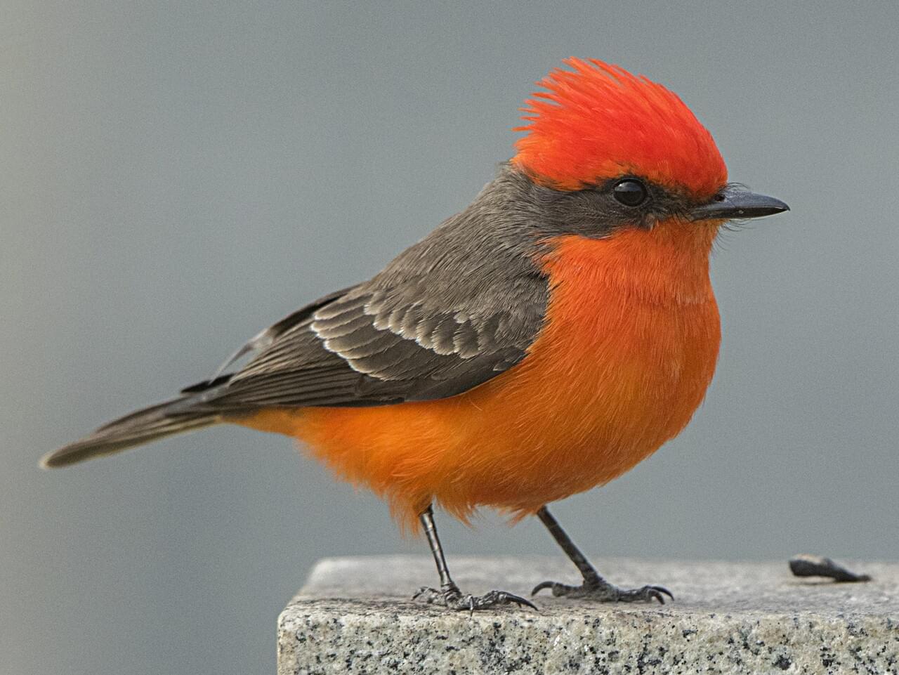 Vermilion Flycatcher