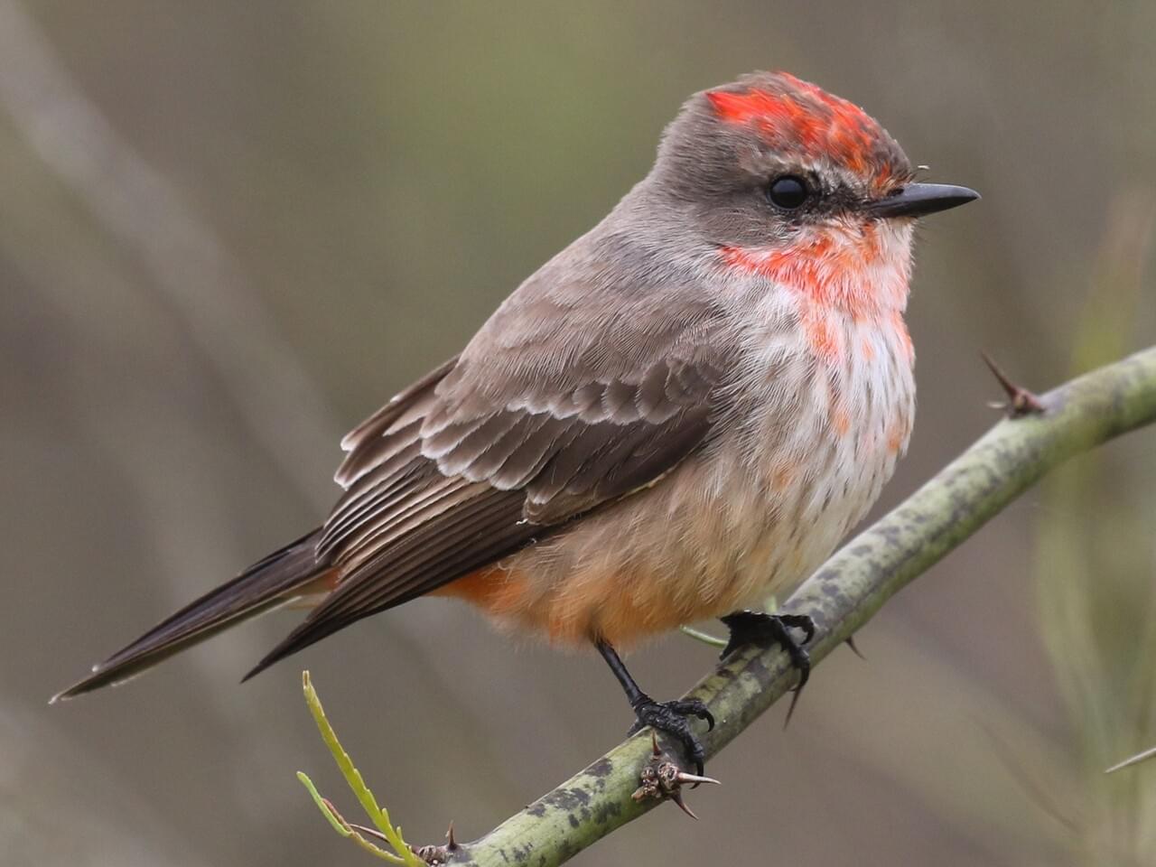 Vermilion Flycatcher