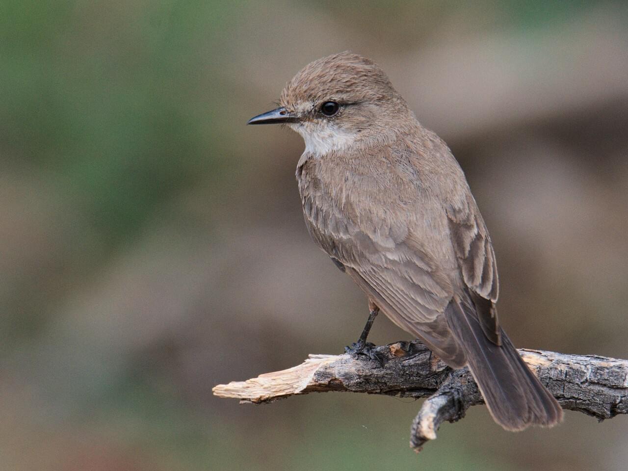 Vermilion Flycatcher