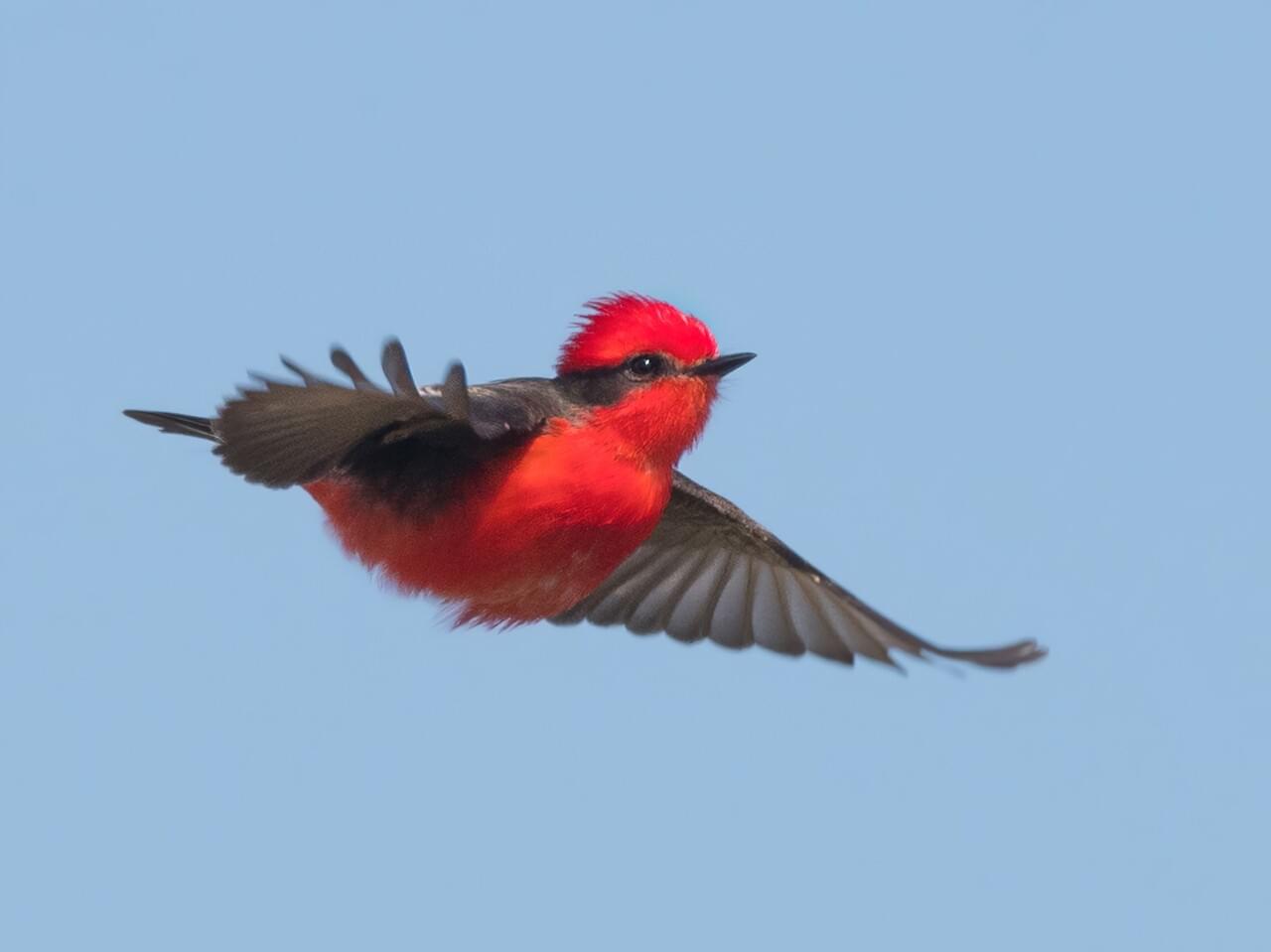 Vermilion Flycatcher