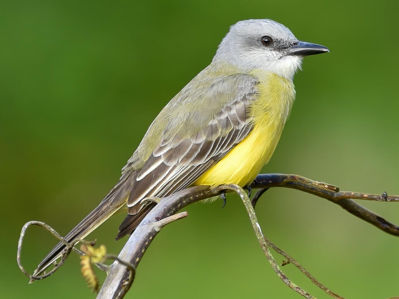 Tropical Kingbird