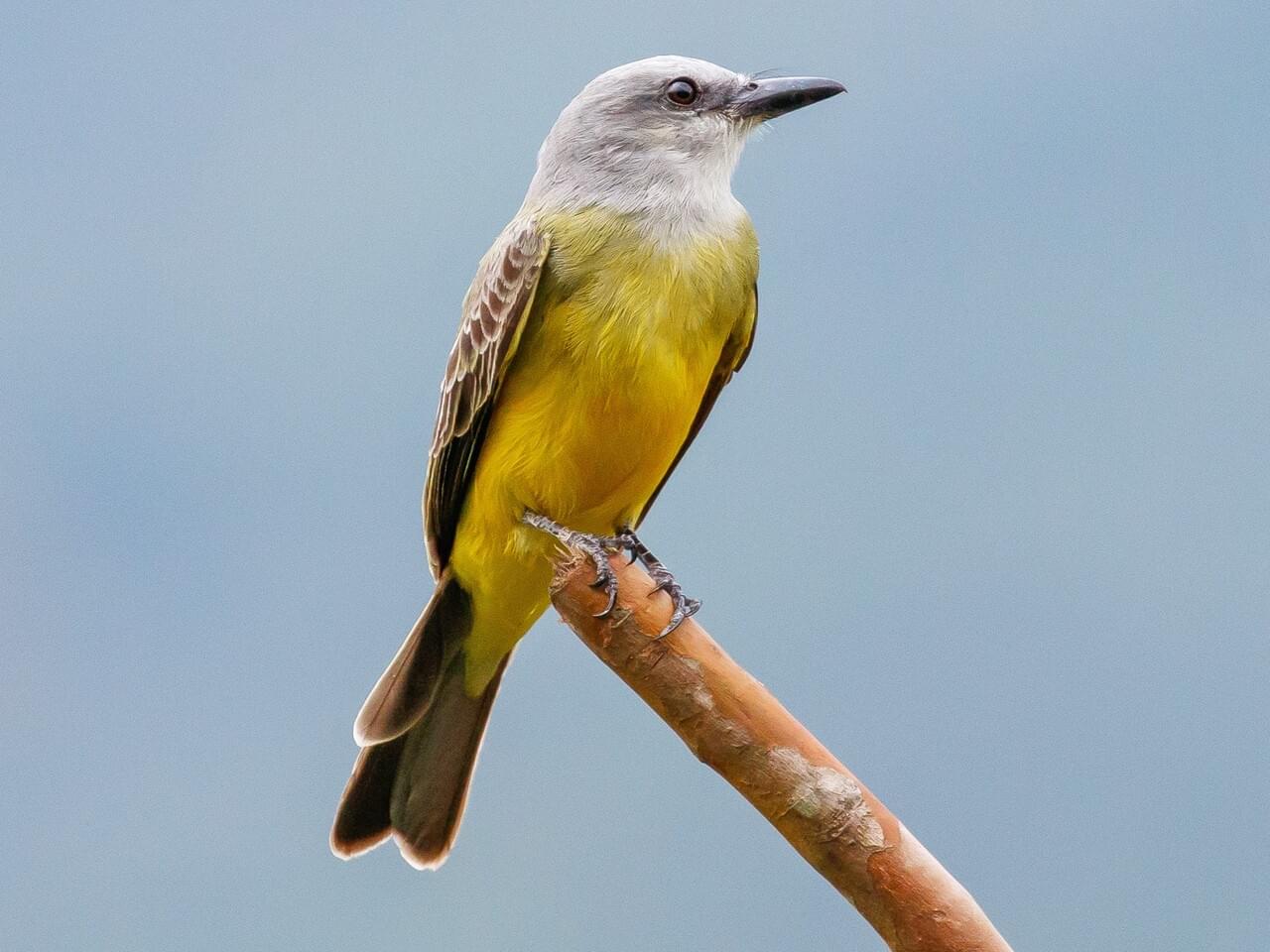 Tropical Kingbird