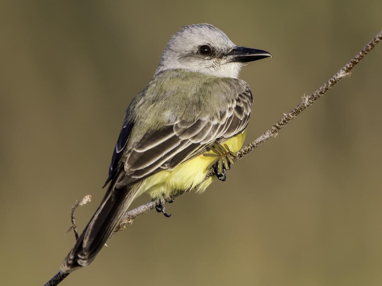 Tropical Kingbird