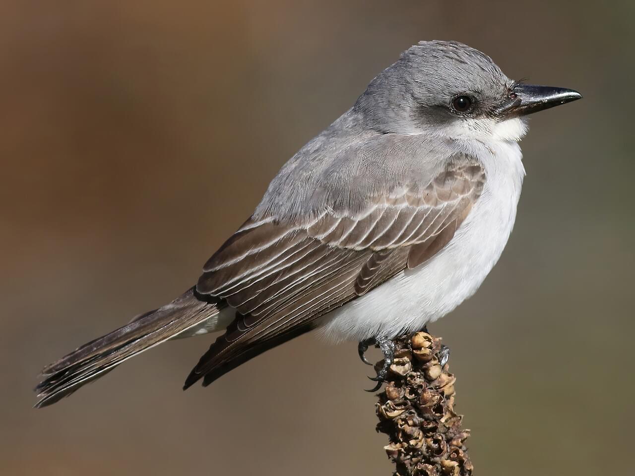 Gray Kingbird