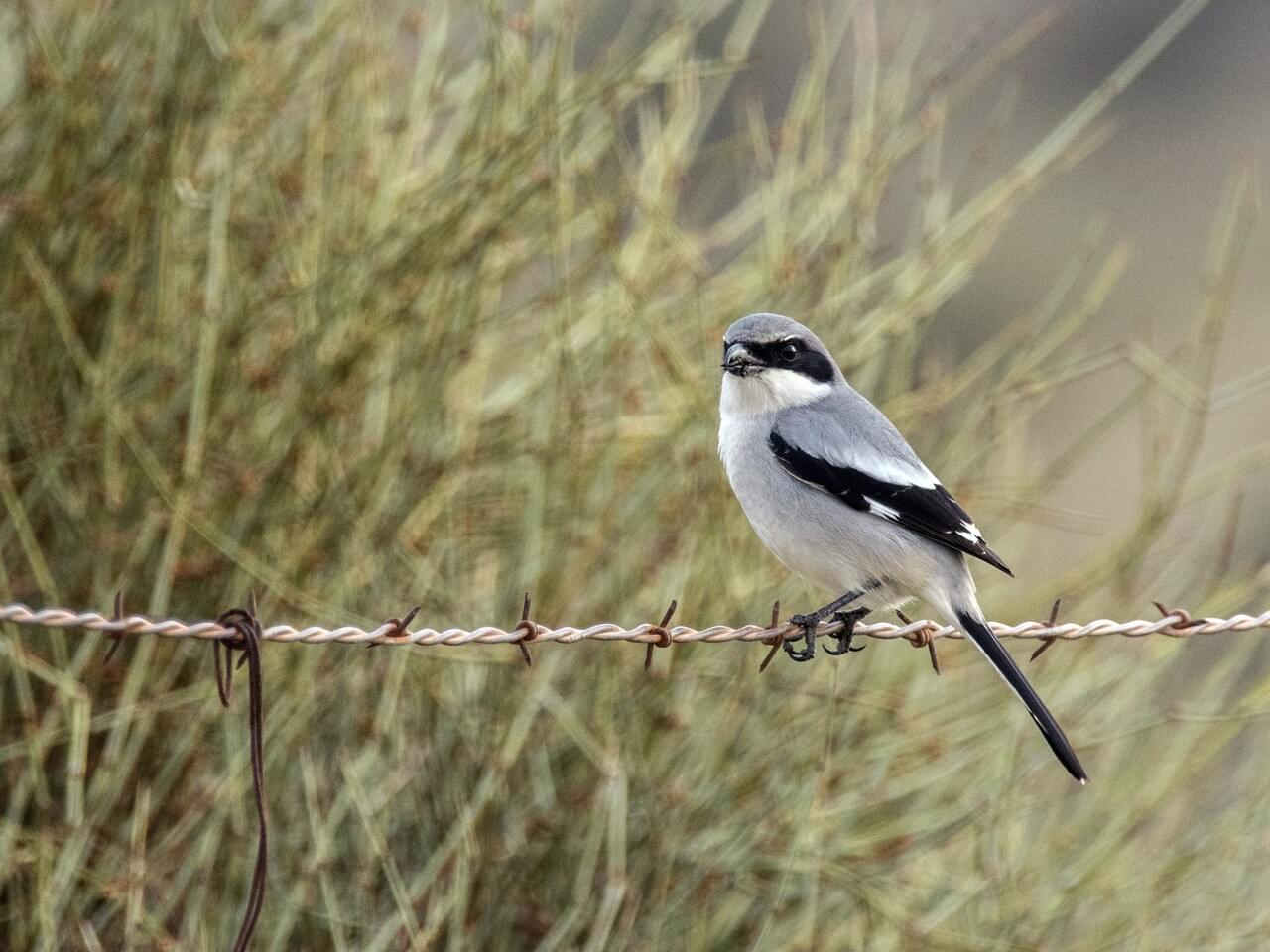 Loggerhead Shrike