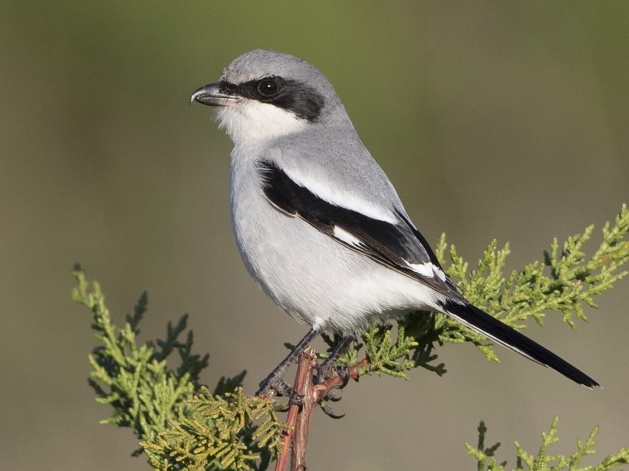 Loggerhead Shrike