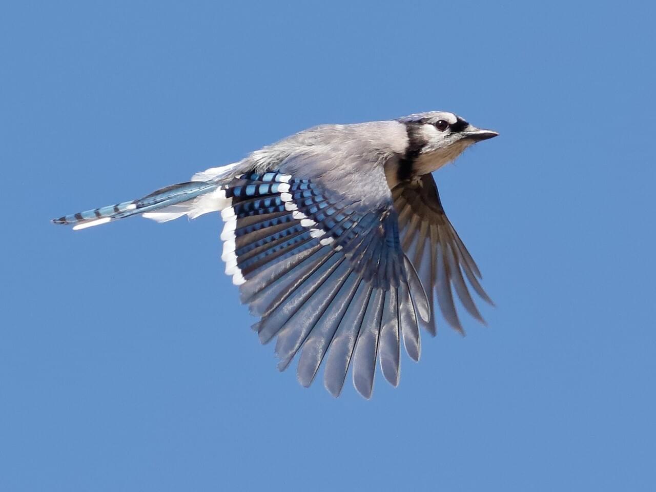 Blue Jay