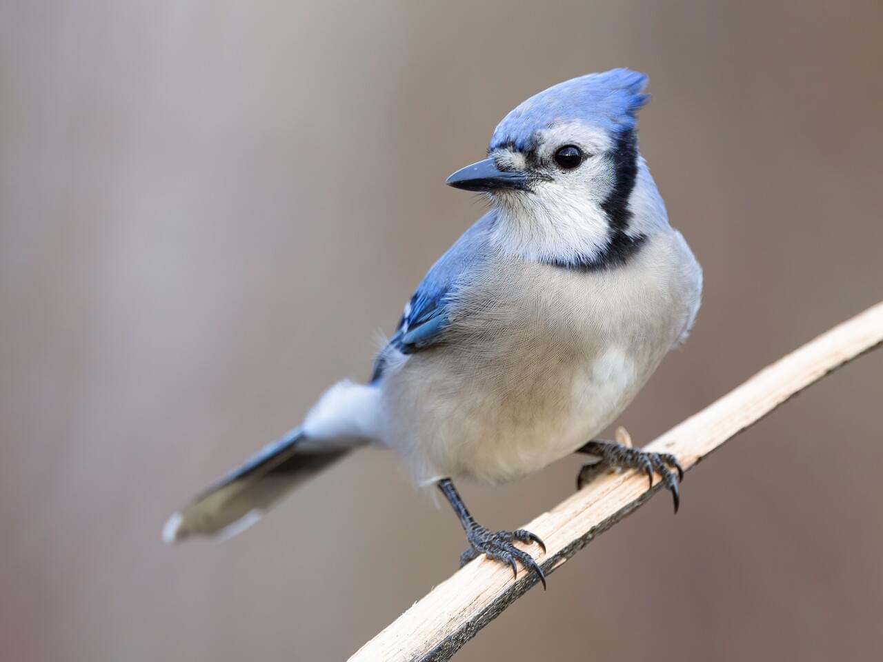 Blue Jay