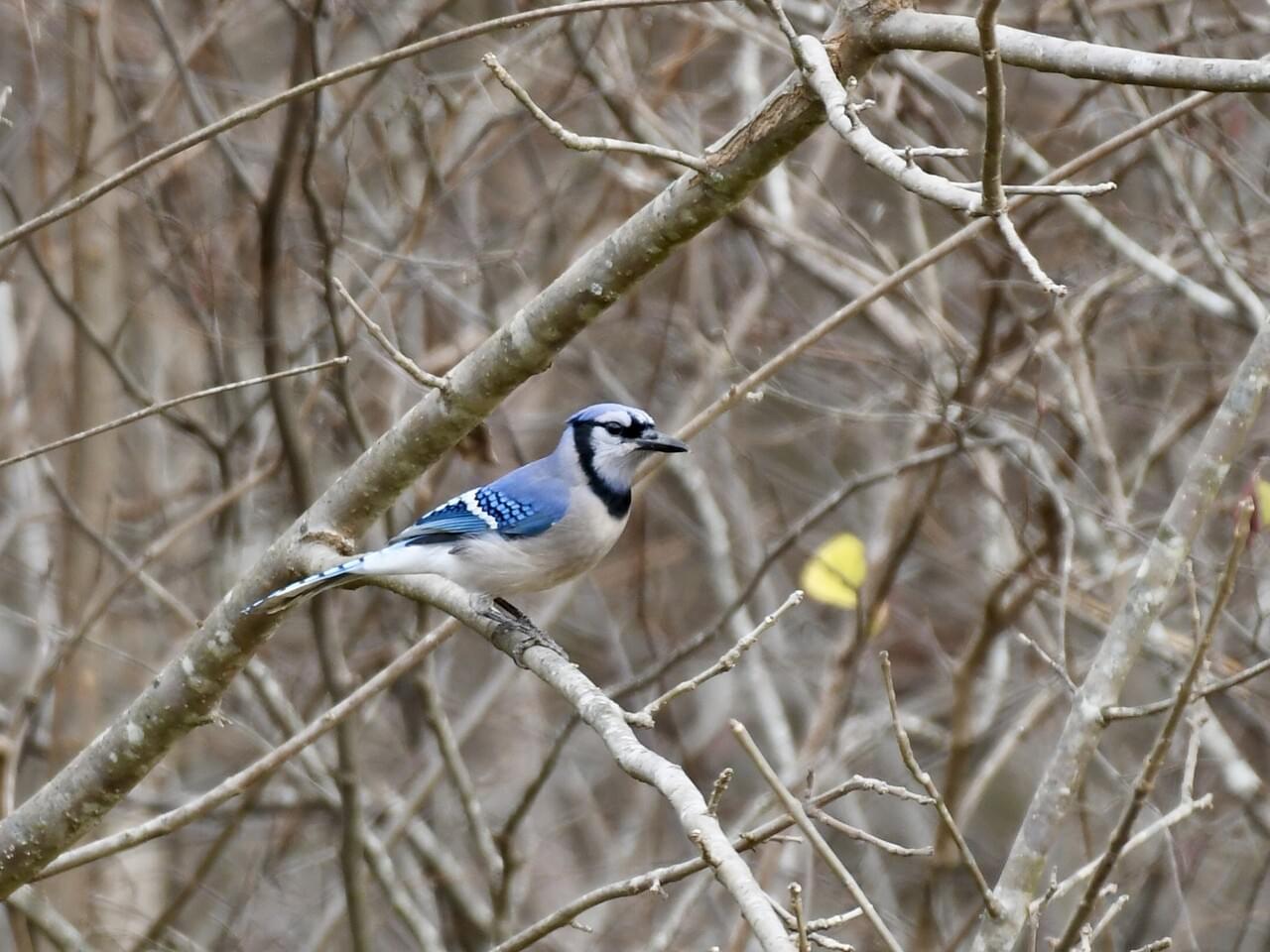 Blue Jay