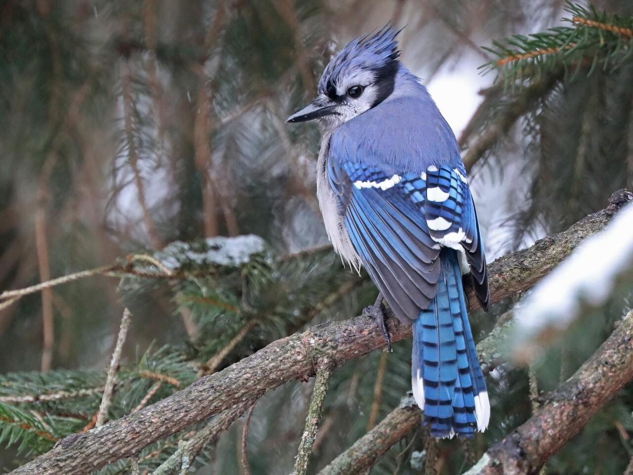 Blue Jay