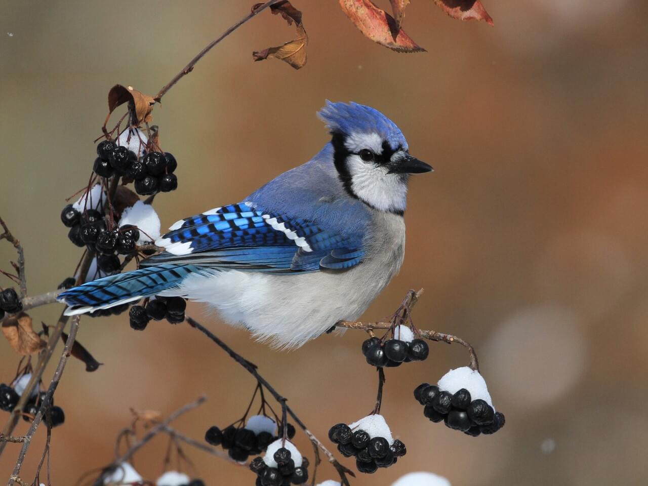 Blue Jay