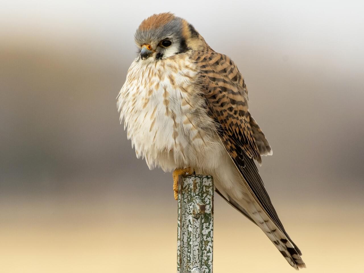 American Kestrel