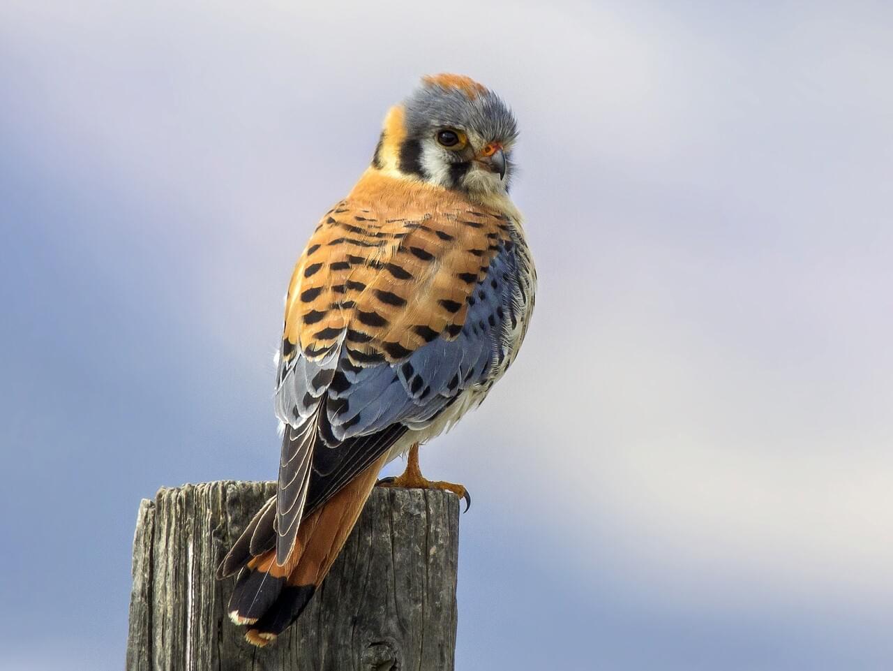 American Kestrel