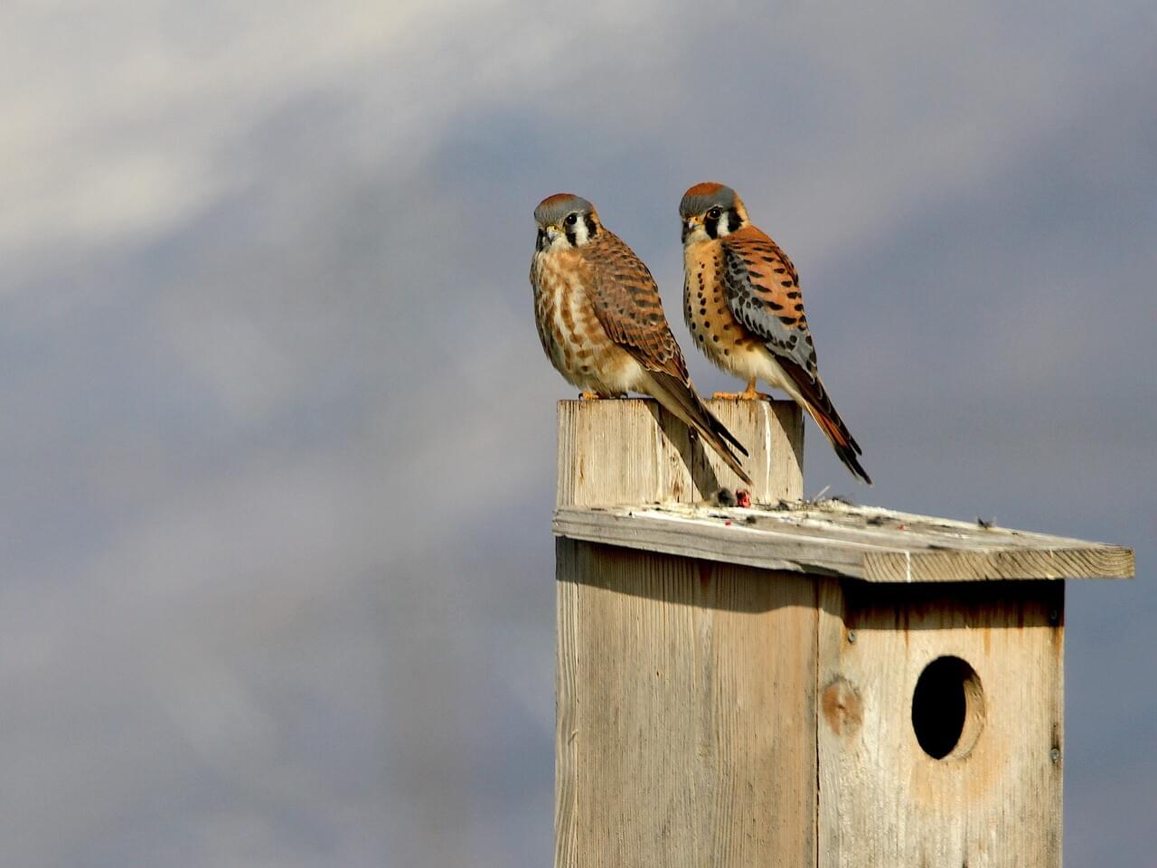 American Kestrel