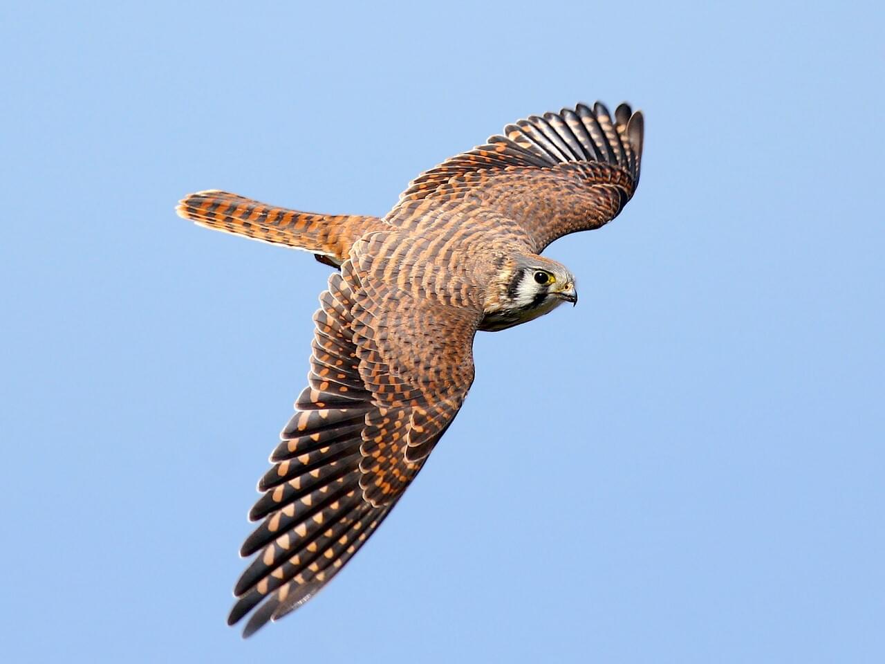 American Kestrel