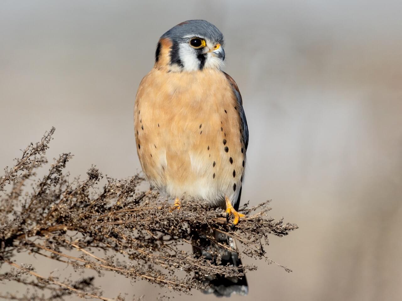 American Kestrel