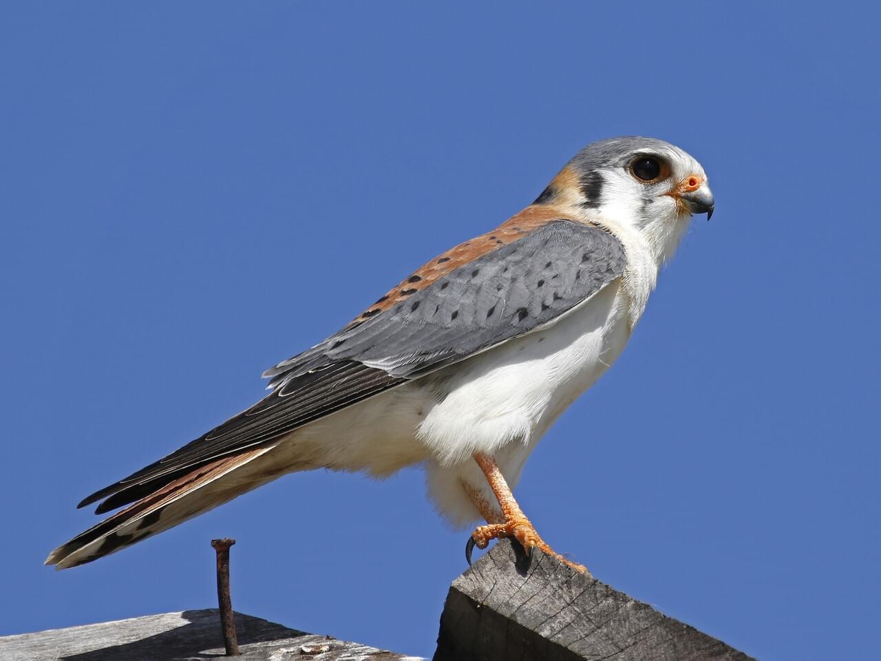 American Kestrel