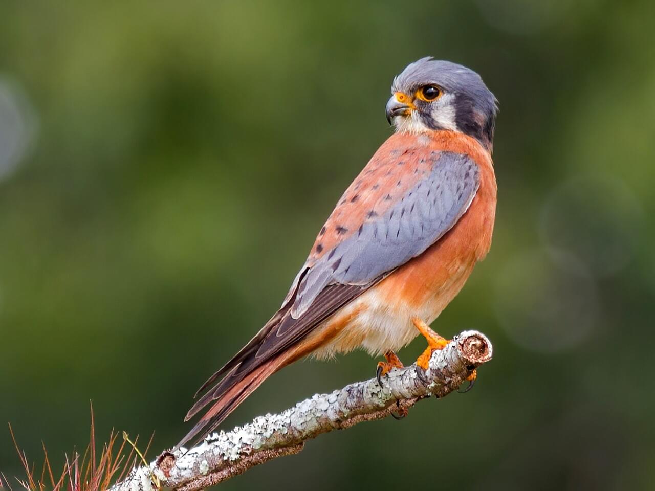 American Kestrel